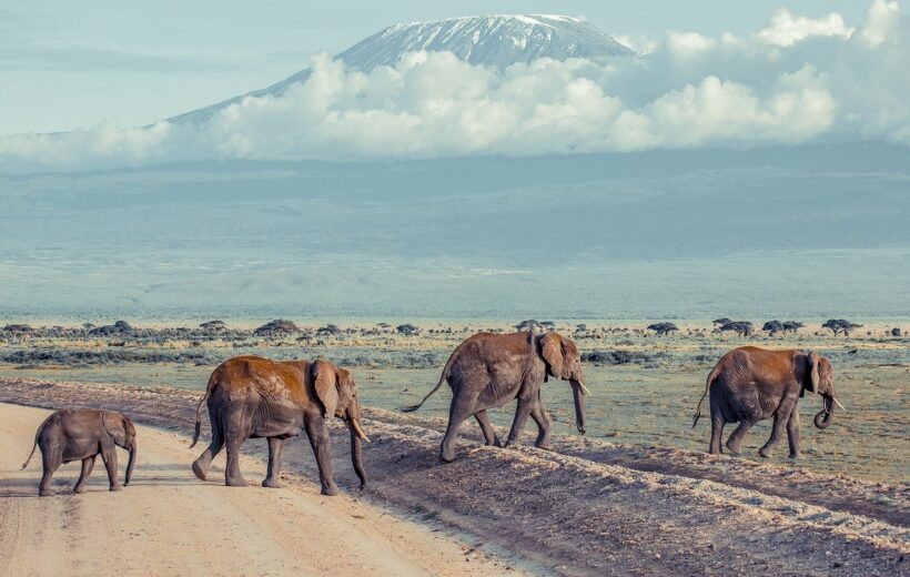 Kilimanjaro (7 Days) - Lemosho