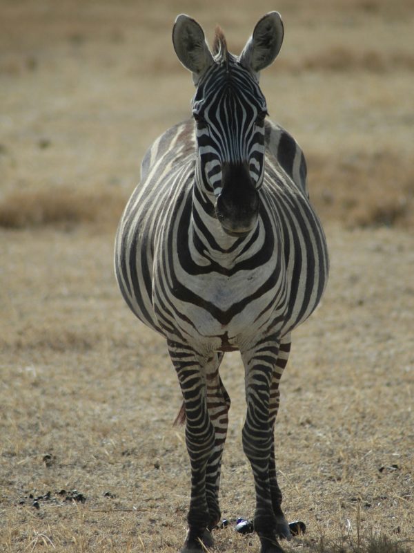 danielle-barnes-y9i4rDUGkvc-unsplash