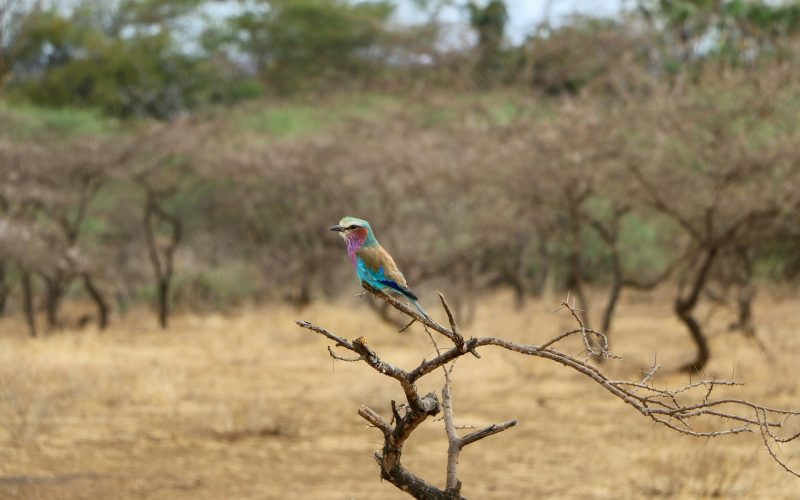 josip-ivankovic-c7G0G7taDwQ-unsplash