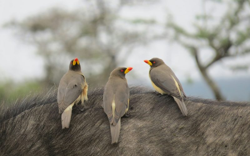 melissa-van-niekerk-O-mKOIerKw0-unsplash