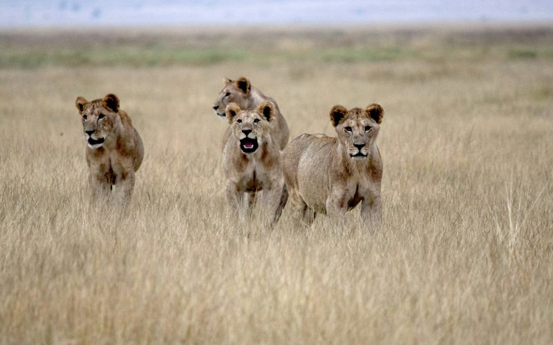 steve-c-Cxzgr1R_pQA-unsplash