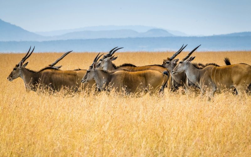 sutirta-budiman-PdiOj8kRy28-unsplash